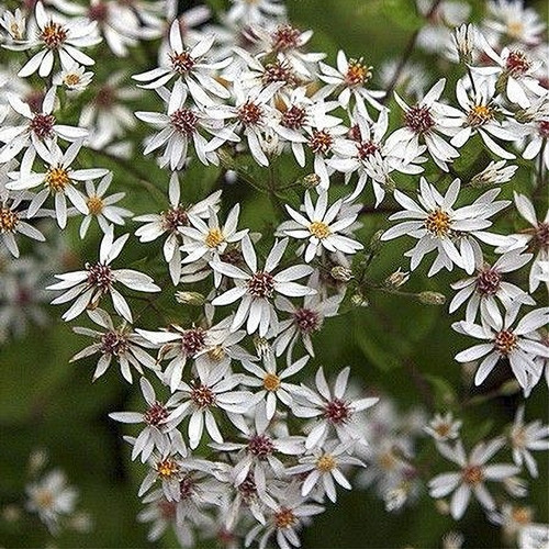 Haraline aster 'Beth Chatto'