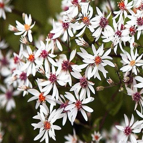 Haraline aster 'Beth Chatto'