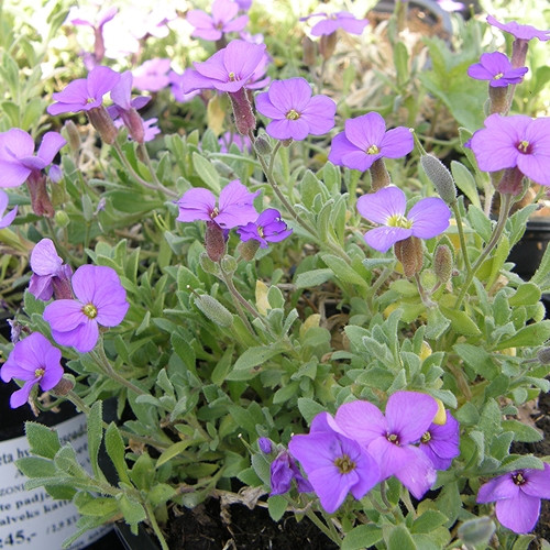 Aedaubrieeta 'Cascade Purple'