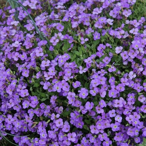 Aedaubrieeta 'Cascade Purple'
