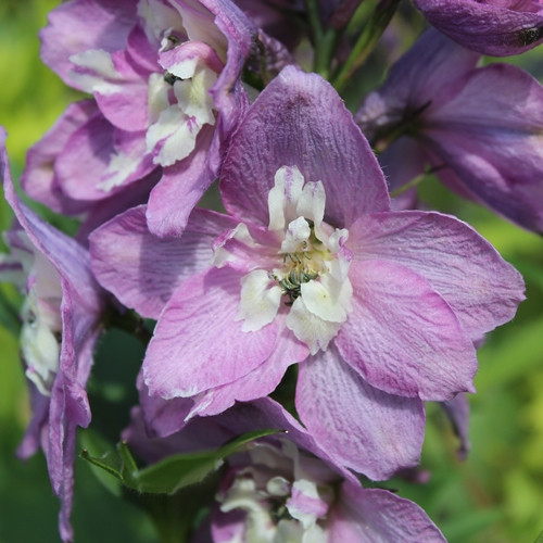 Aed-kukekannus 'Magic Fountains Lilac Pink / White Bee'
