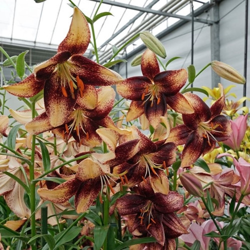 How to buy lily bulbs?