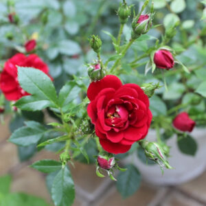 Roosiampel punaste roosidega