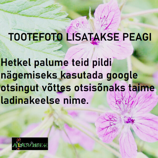 Harilik tokkroos 'Pleniflora Wit' (6 tk)