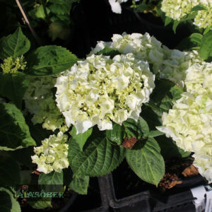Suurelehine hortensia 'Bright White'