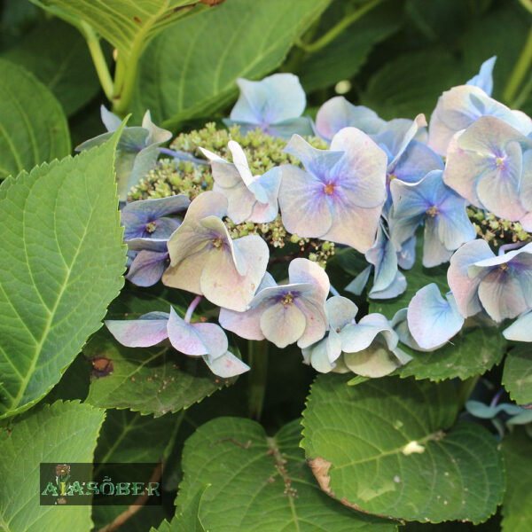 Suurelehine hortensia 'Early Blue'
