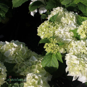 Suurelehine hortensia 'Bianco'