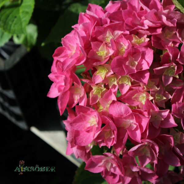 Suurelehine hortensia 'Double Pink'