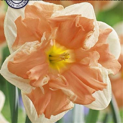 Aednartsiss 'Apricot Whirl'