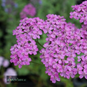 Harilik raudrohi 'Lilac Beauty' (6 tk)