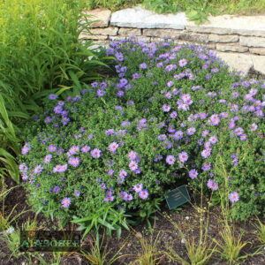 Madal aster 'Early Blue' (6 tk)