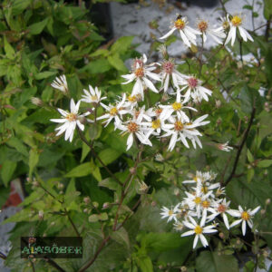 Haraline aster 'Beth Chatto' (6 tk)