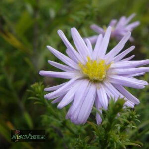 Madal aster 'Lady in Blue' (6 tk)