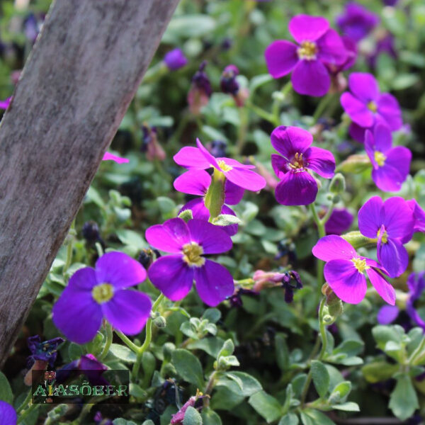 Aedaubrieeta 'Cascade Purple' (6 tk)