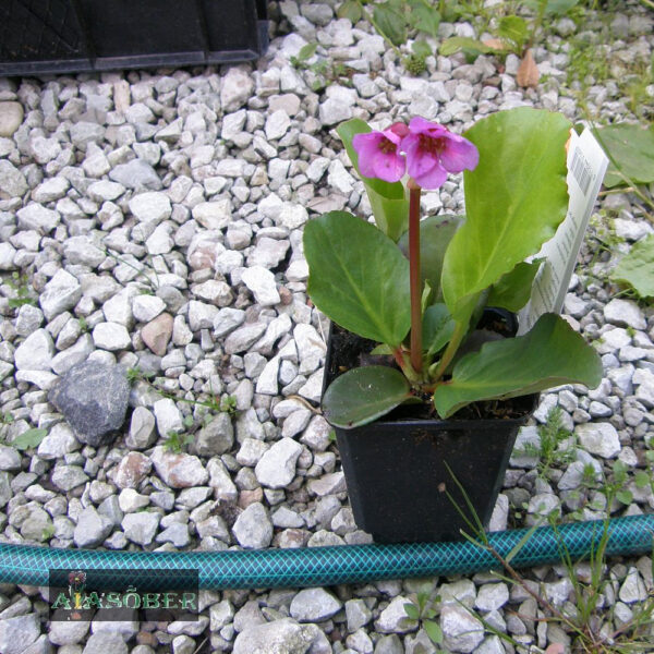 Südajalehine bergeenia 'Purpurea' (6 tk)
