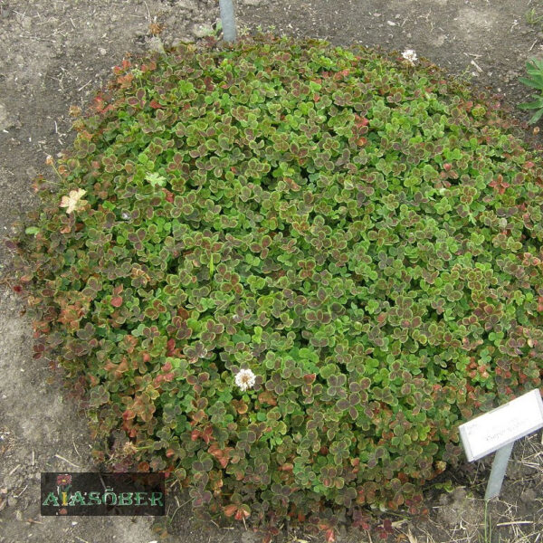 Valge ristik 'Pentaphyllum' (6 tk)