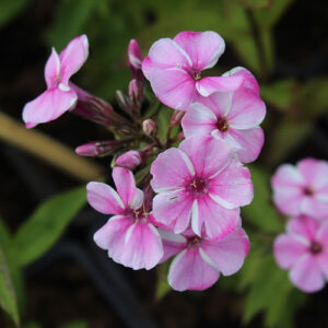 Aedfloks 'Early Pink Candy' ®