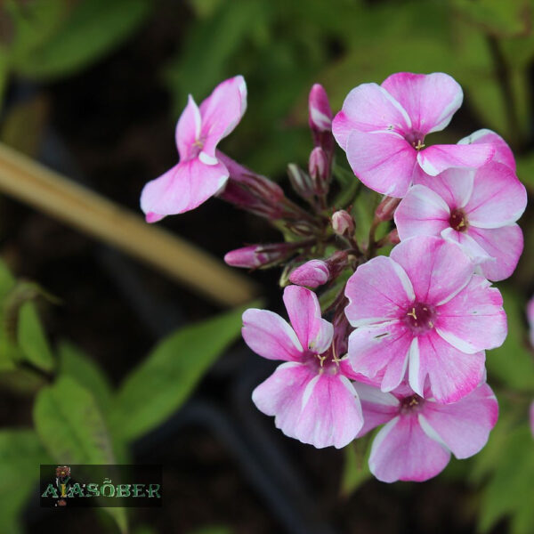 Aedfloks 'Early Pink Candy' ®
