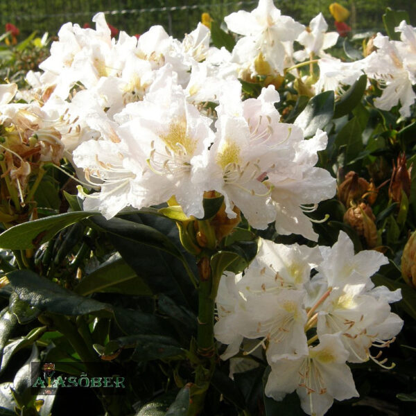 Rododendron 'Cunningham's White'