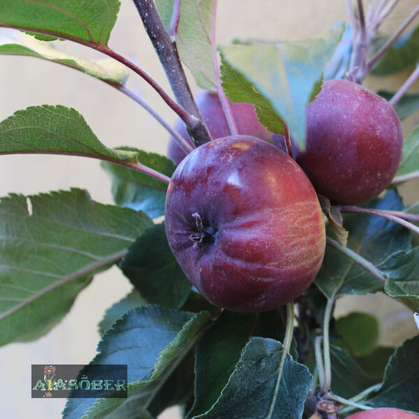 Aed-õunapuu (Iluõunapuu) 'Elina'