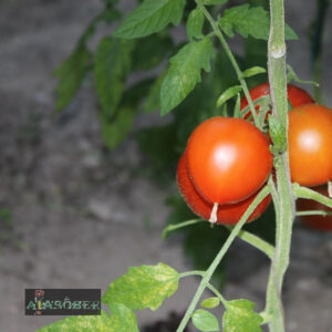 Tomat 'Moneymaker' 0,60 gr