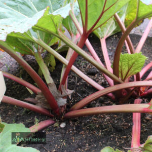Aedrabarber 'Holsteiner Blut' 1 tk