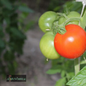 Tomat 'Ace 55 VF' 0,60 gr