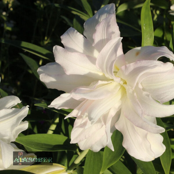 Idaliilia 'Lotus Beauty'
