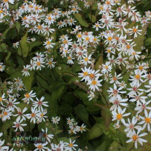 Haraline aster 