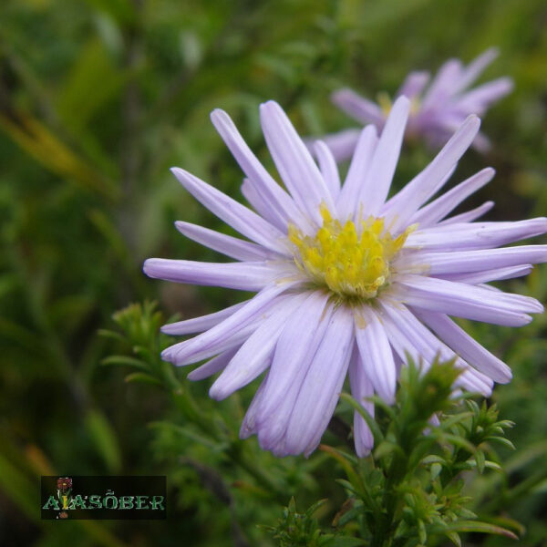 Madal aster 'Lady in Blue'