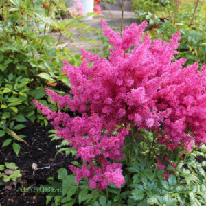 Arendsi astilbe 'Drum and Bass' (6 tk)
