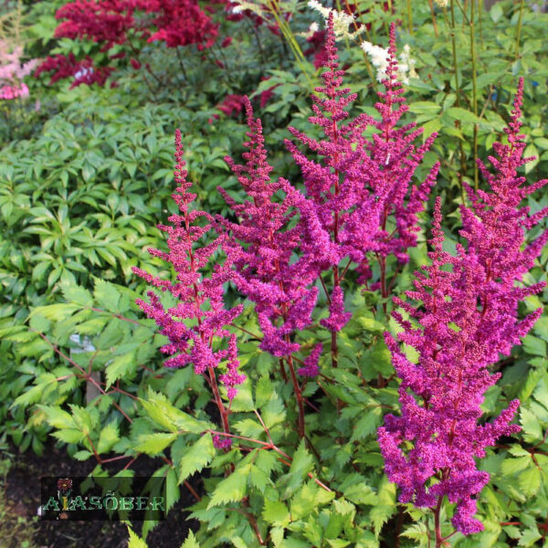 Hiina astilbe 'Visions in Red'