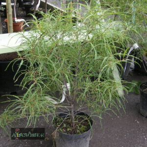 Harilik paakspuu 'Aspleniifolia' (6 tk)