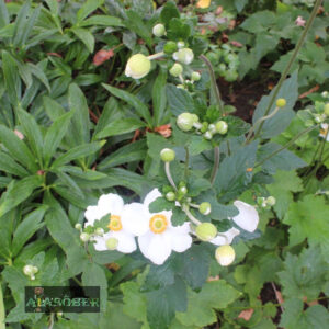 Aedülane 'Spring Beauty White' (6 tk)