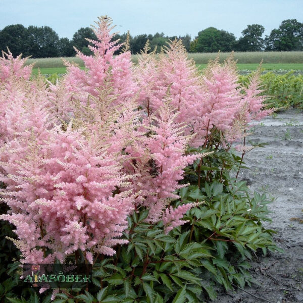 Astilbe 'Younique Lilac' (6 tk)