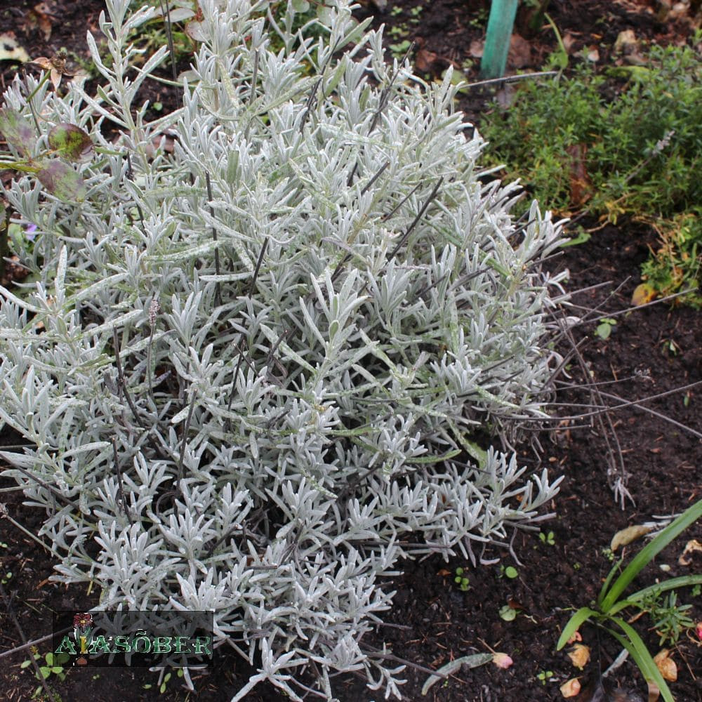 English lavender 'Silver Mist' (6 pcs) - Aiasõber