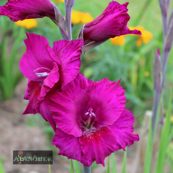 Aedgladiool 'Purple Flora' 7 tk pakis