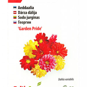 Daalia 'Garden Pride' 50s