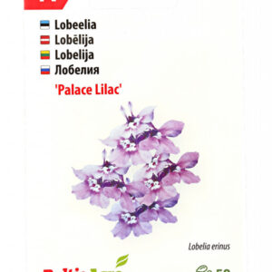 Lobeelia 'Lilac Palace' 50 pilli