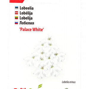 Lobeelia 'White Palace' 50 pilli