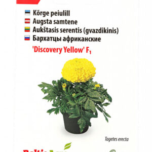 Peiulill 'Discovery Yellow' 30s