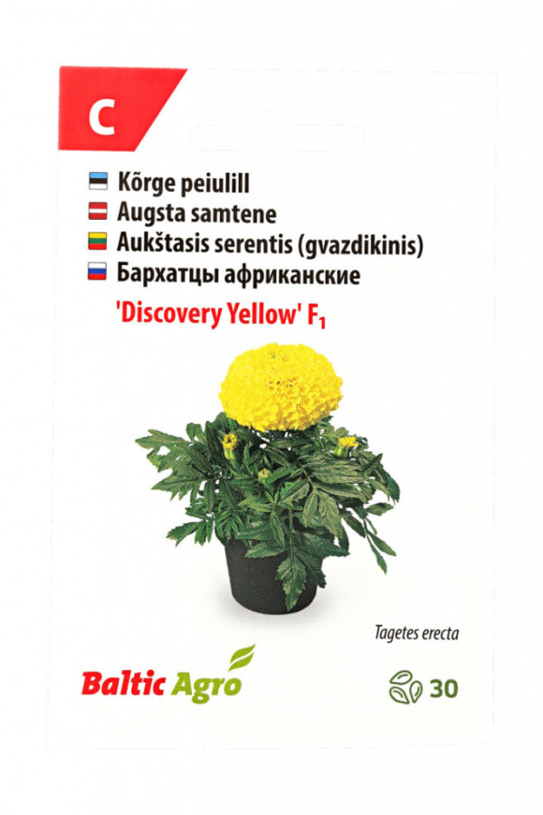 Peiulill 'Discovery Yellow' 30s