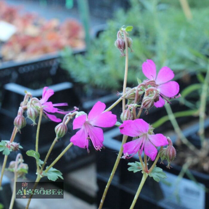 Viljatu kurereha 'Crystal Rose'