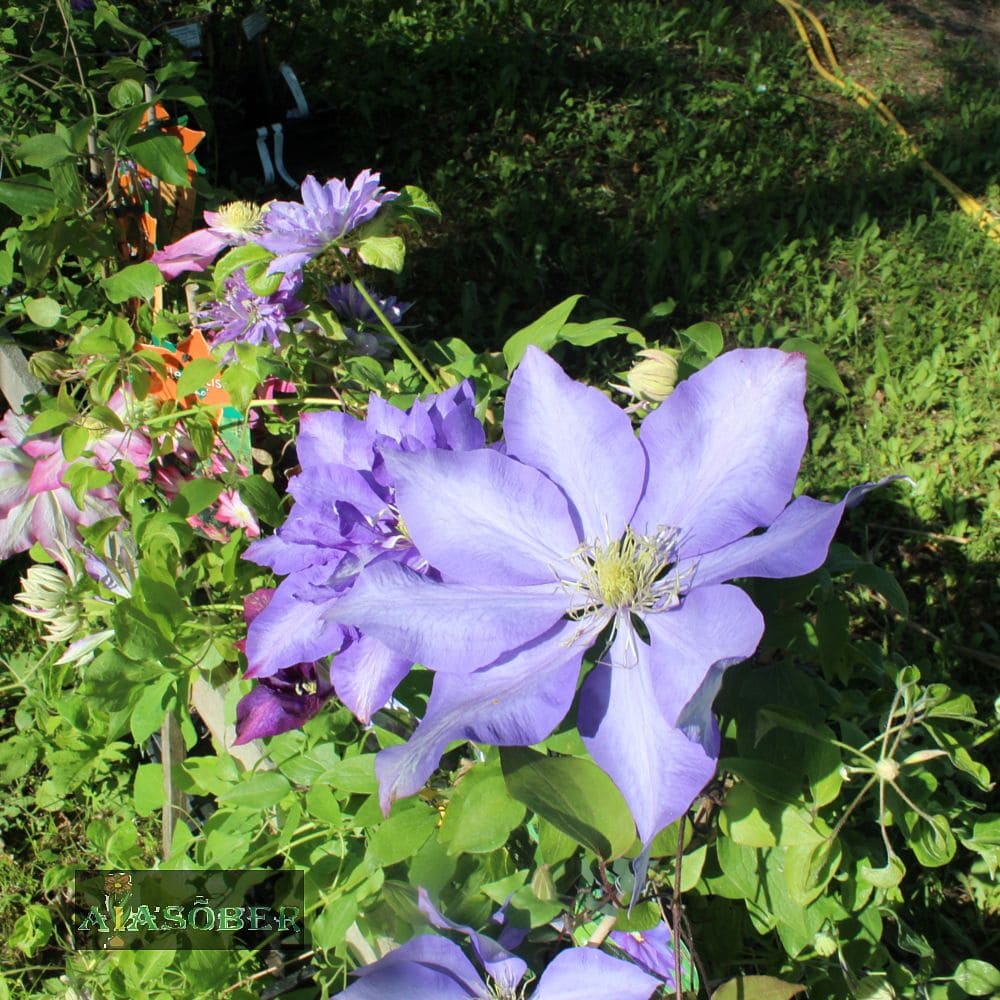 Elulõng 'Daniel Deronda' - Image 2