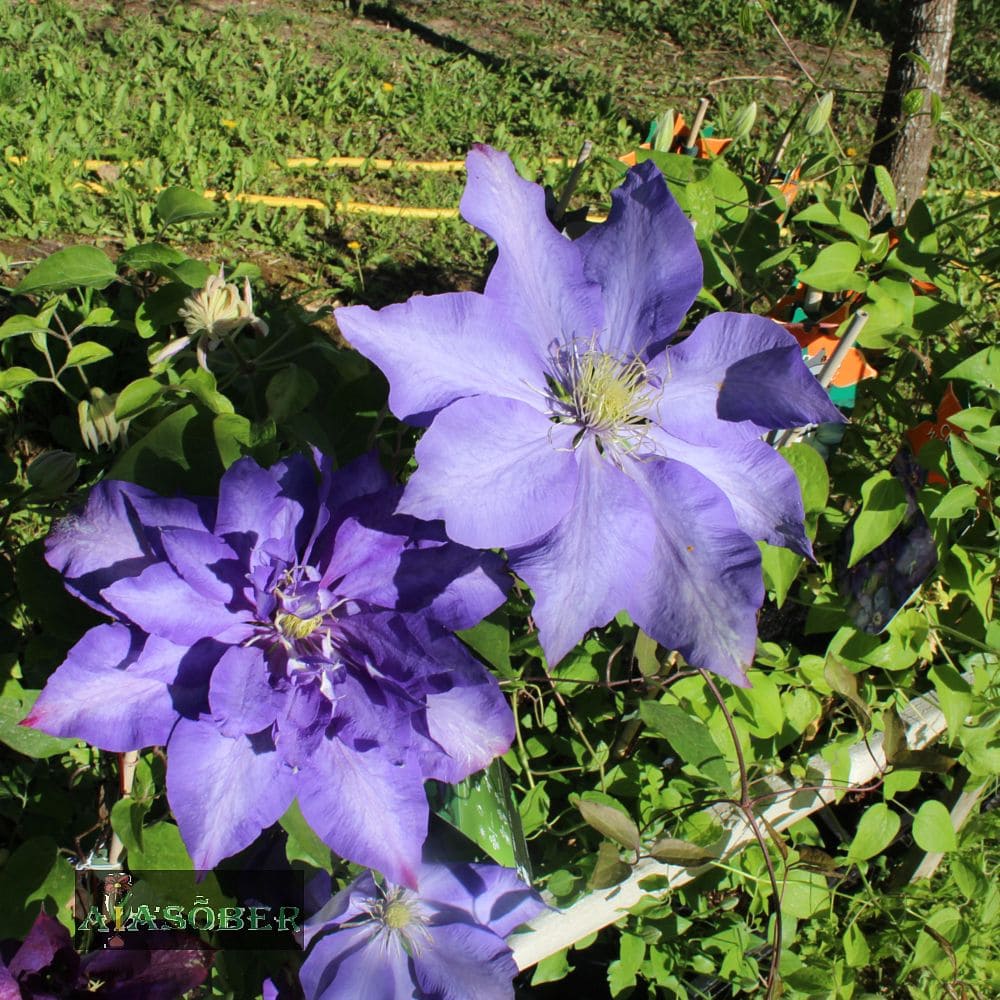 Elulõng 'Daniel Deronda' - Image 3