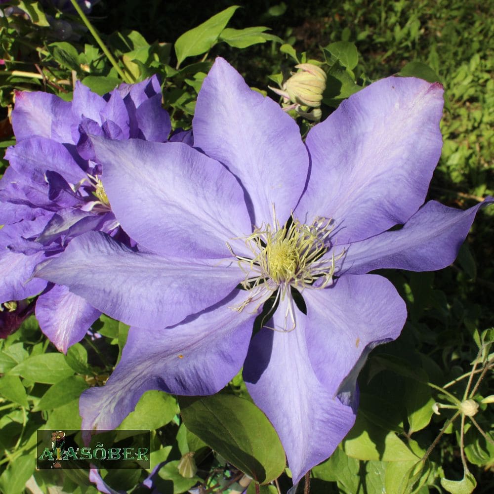 Elulõng 'Daniel Deronda'