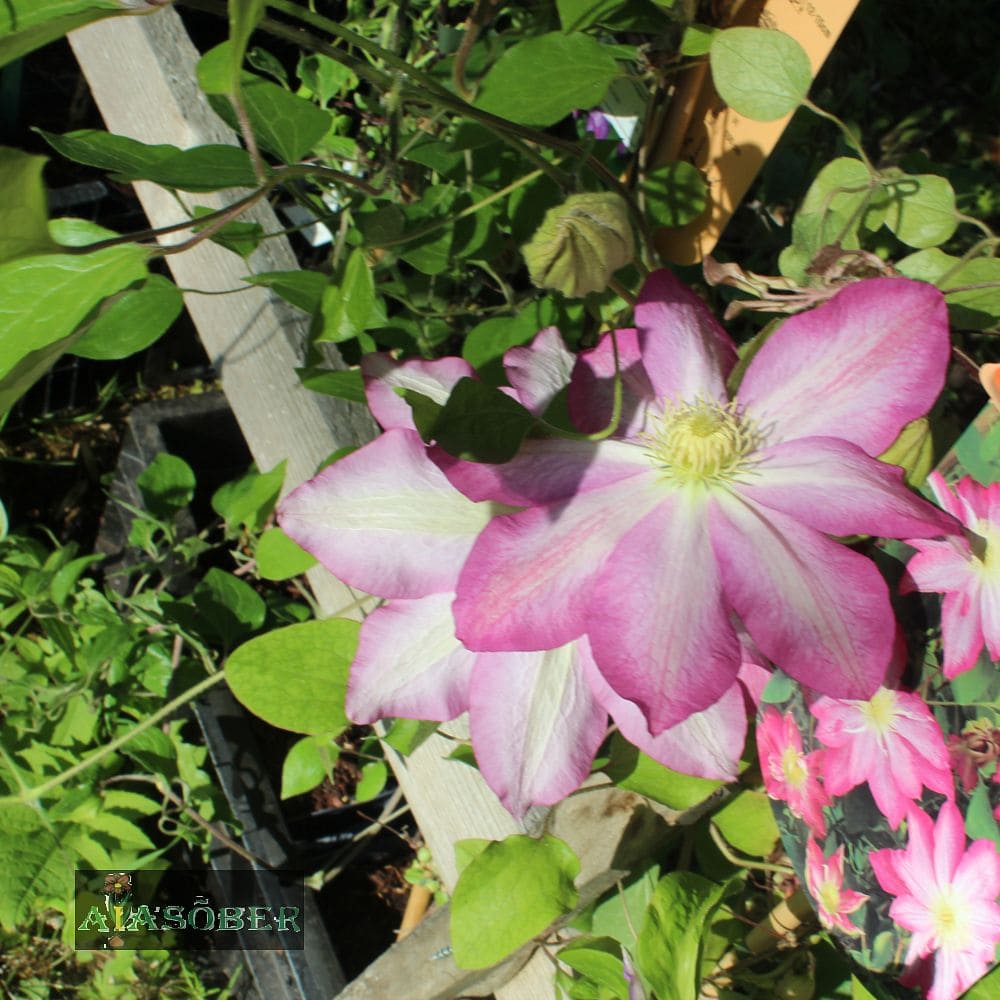 Suureõieline elulõng 'Asao'