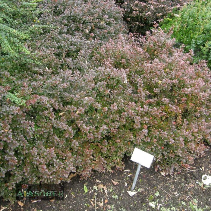 Thunbergi kukerpuu 'Atropurpurea Nana'