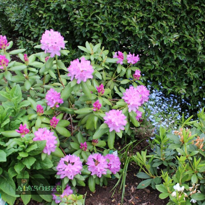 Rododendron 'Caroline Allbrook'