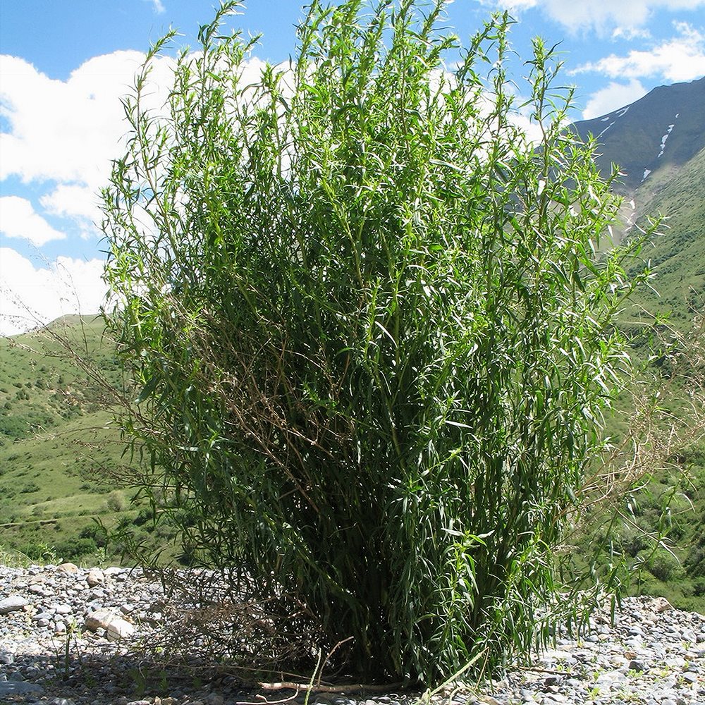 Estragon (estragonpuju) 'Senior' (6 tk)